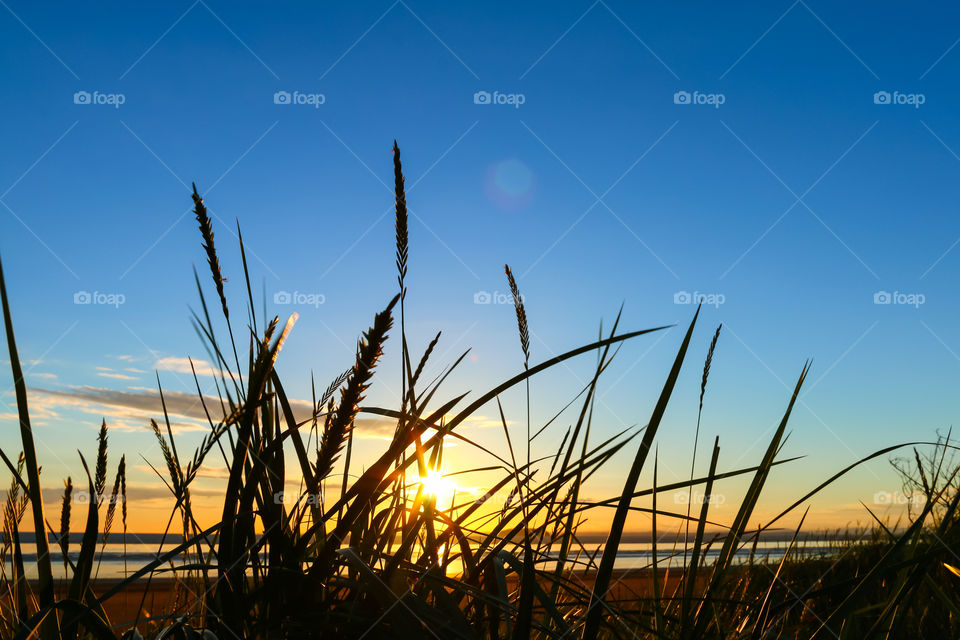 Sunlight through Dune Grasses