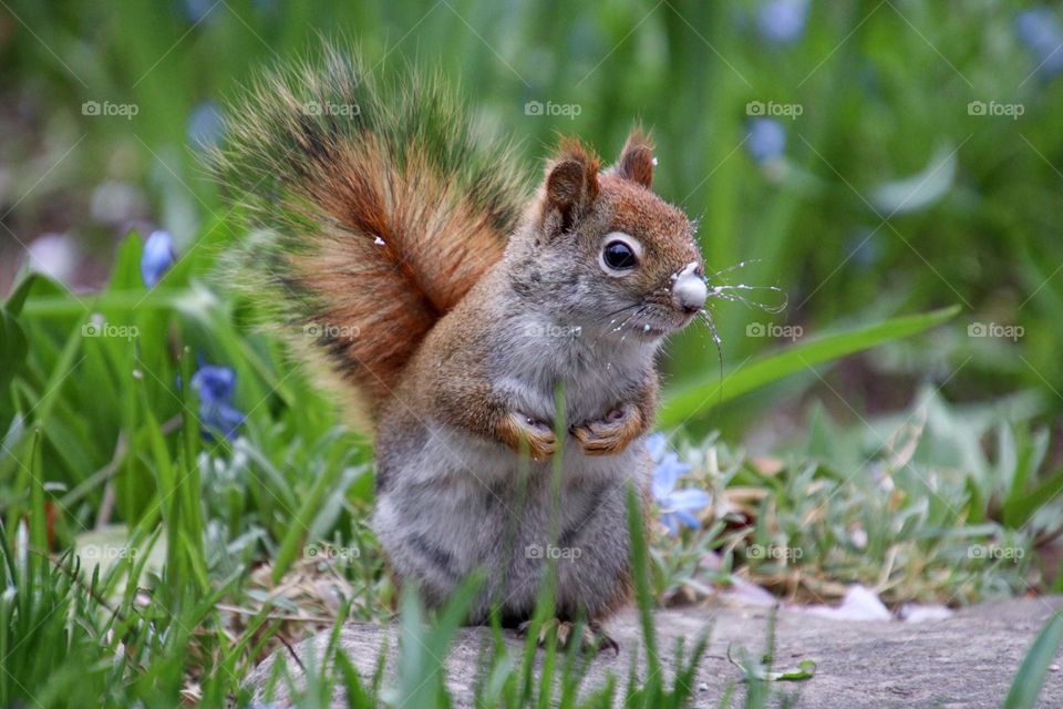 Cute little red squirrel