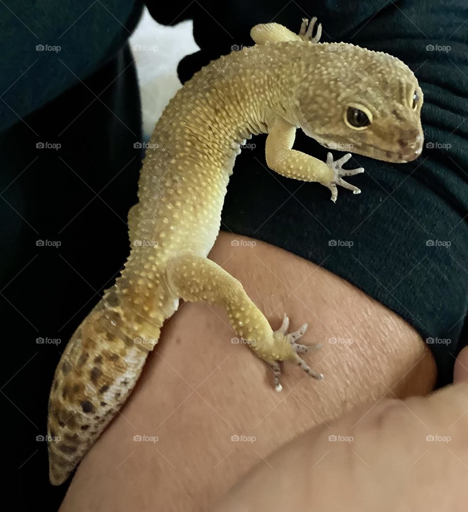 A leopard gecko climbing my arm.