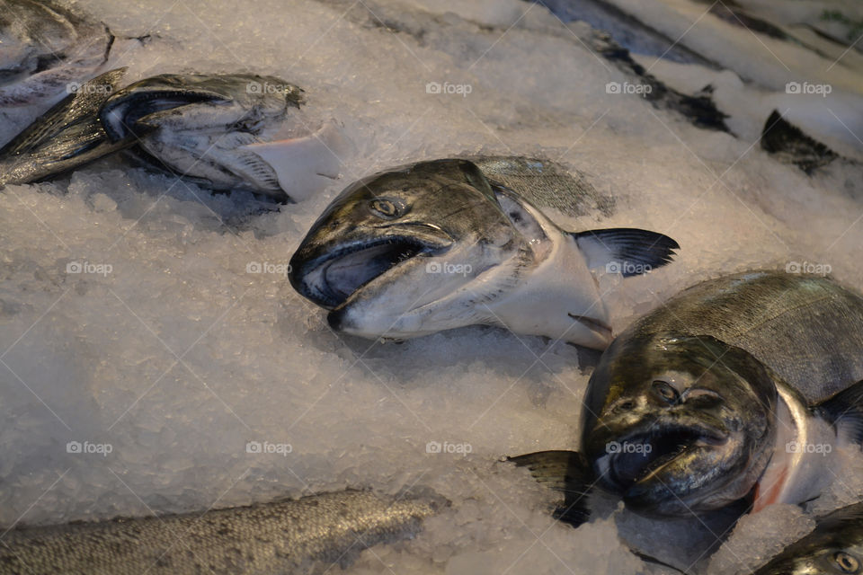 Frozen fish in Seattle. Frozen fish in Seattle market