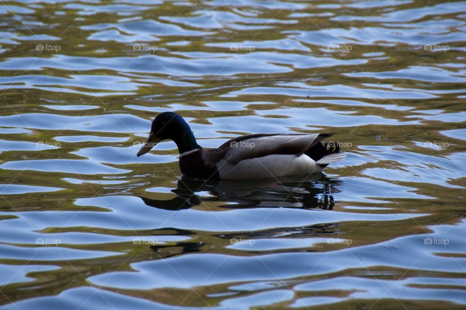 duck on the water