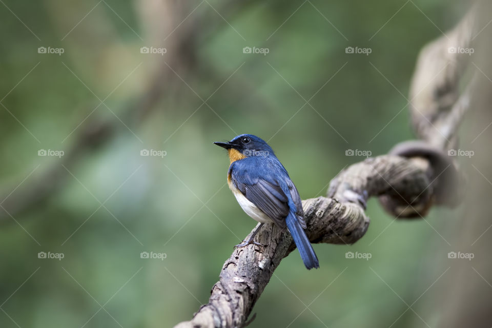 Tickell’s Blue Flycatcher 