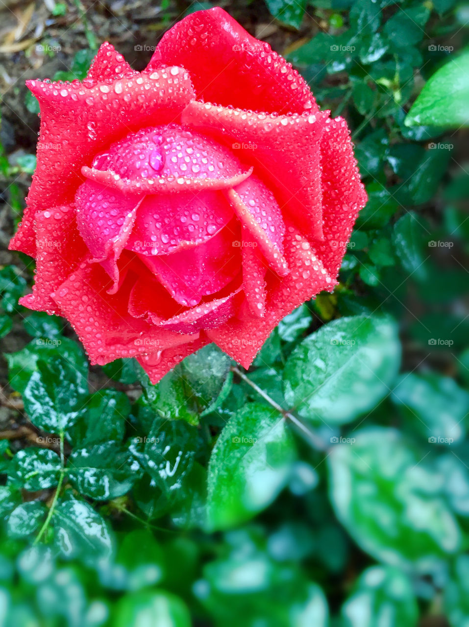 Rose in the rain 3