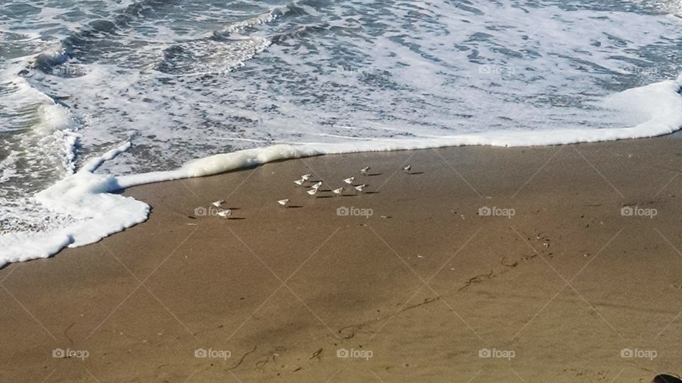 birds in beach. i saw these little birds chasing the waves and running away. it was so cute and captivating