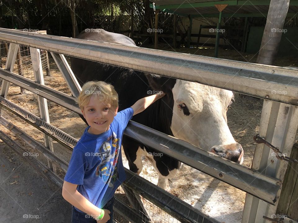 Petting a Cow