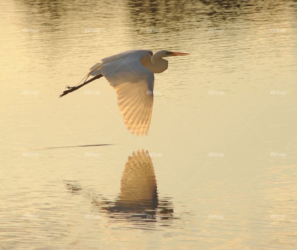 Beautiful flight