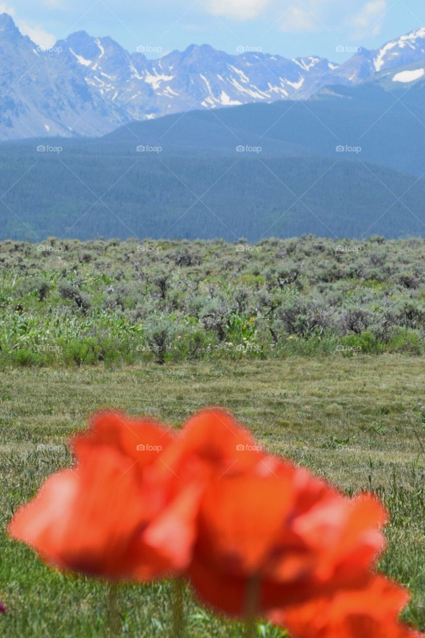 Red poppy with mountains in the back ground 