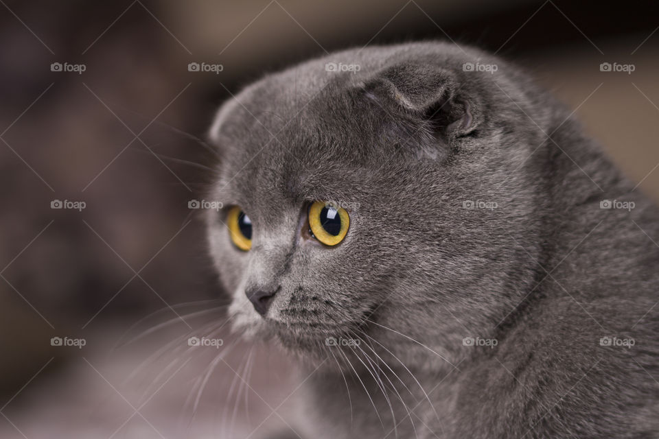 Scottish fold grey cat with beautiful yellow eyes.  close up portrait