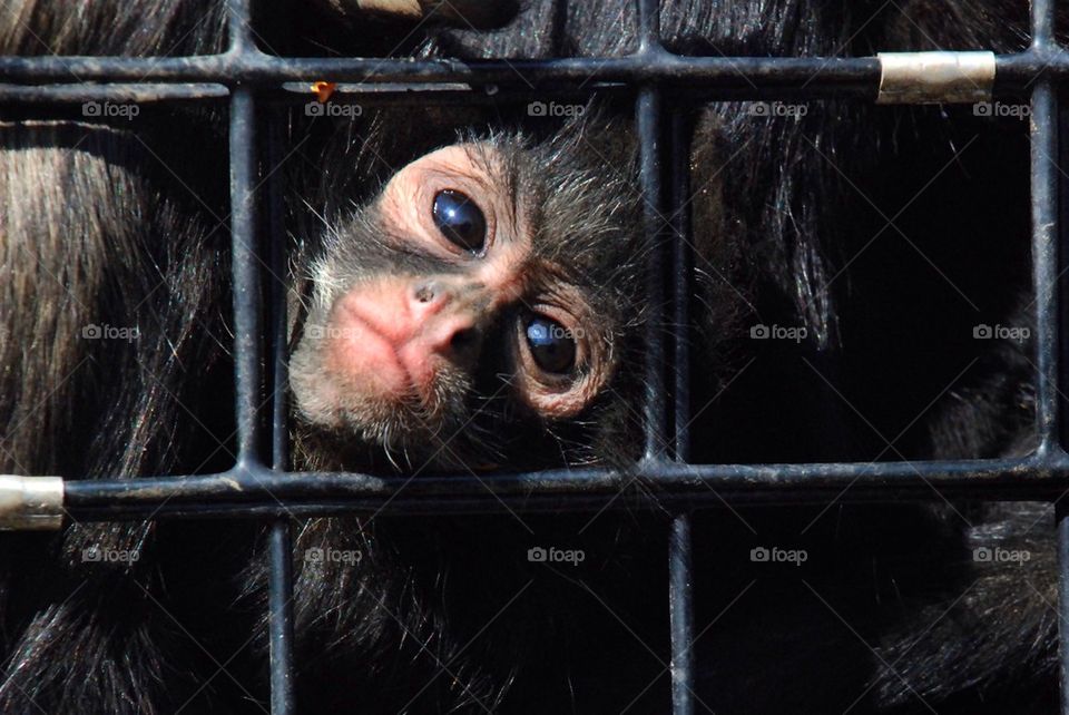 Tiny monkey looks through cage