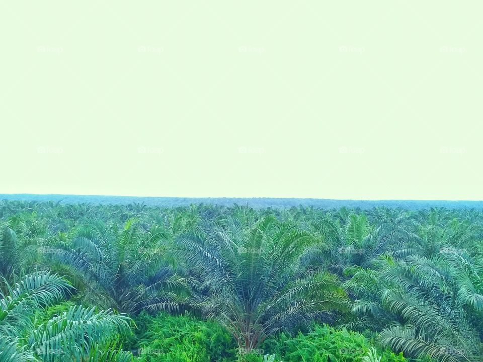 Palm oil plants seen from above