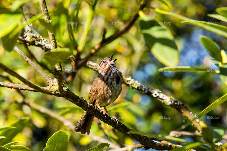 Songbird welcoming spring 