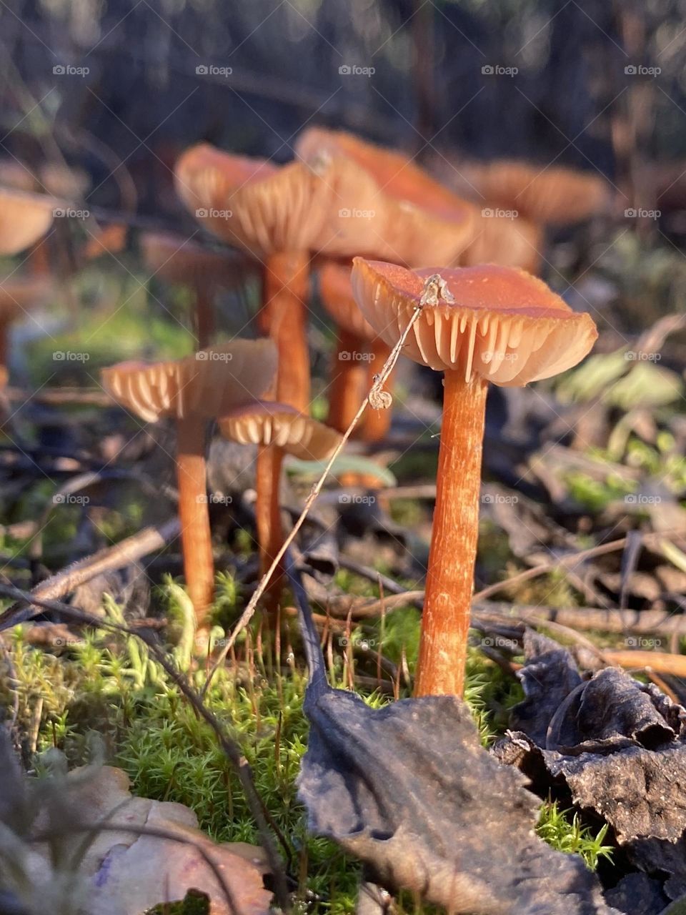 Forest mushrooms