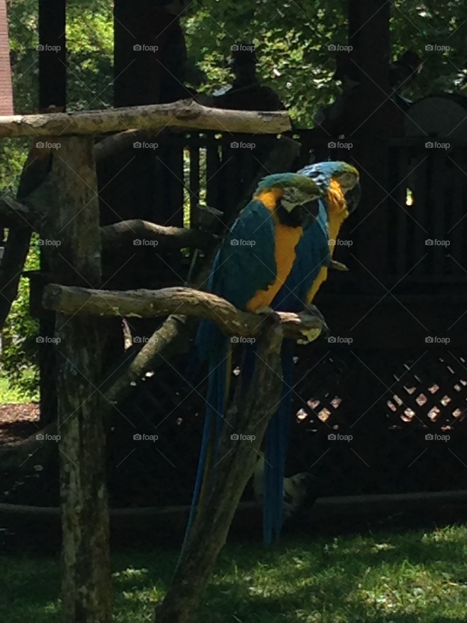 Macaws 