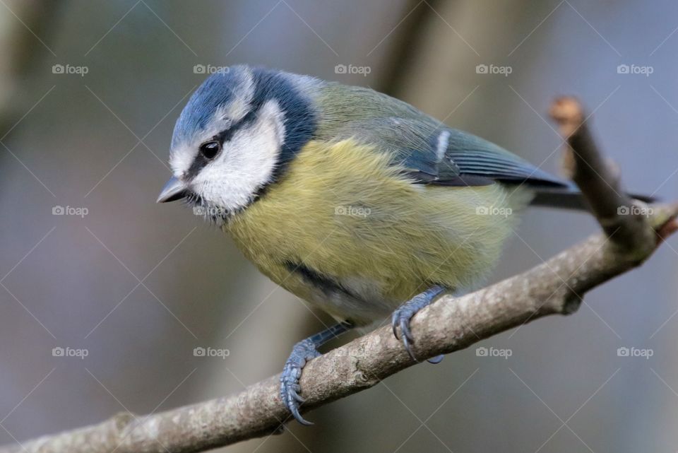 Blue tit