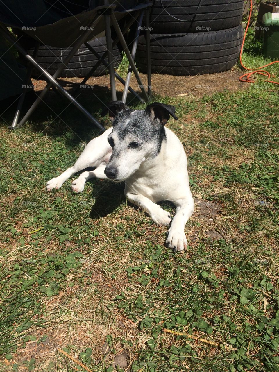 Coco in the sun. So sunny, hot and dry