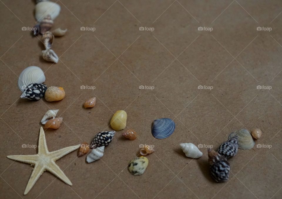 Seashells 