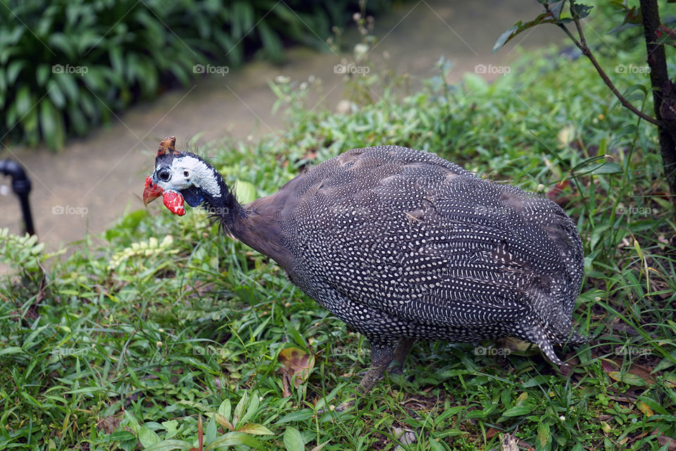 Helmeted Guinea Fowl. Looks like a chicken..part of  the same family tree