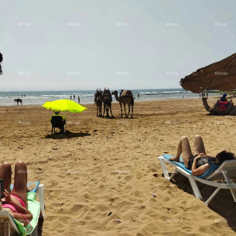 Travel destination  : camels near the beach at essaouira city in Morocco.