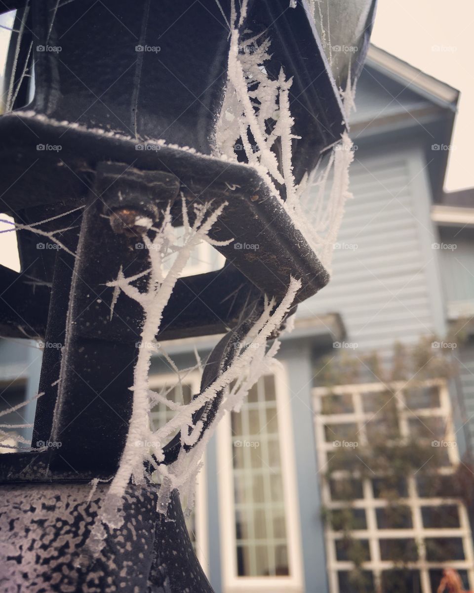 Frosty spiderwebs 