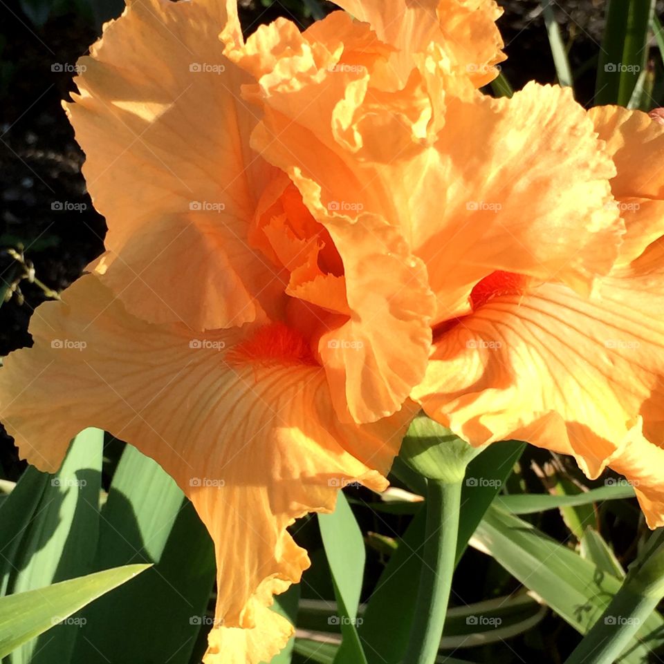 Orange Harvest tall bearded iris