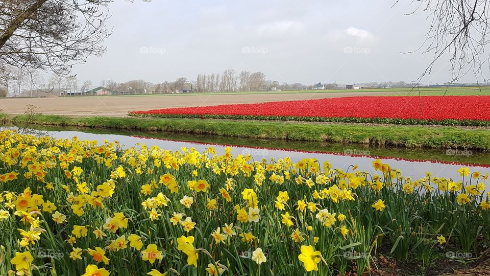Tulips and daffodil fields in Amsterdam