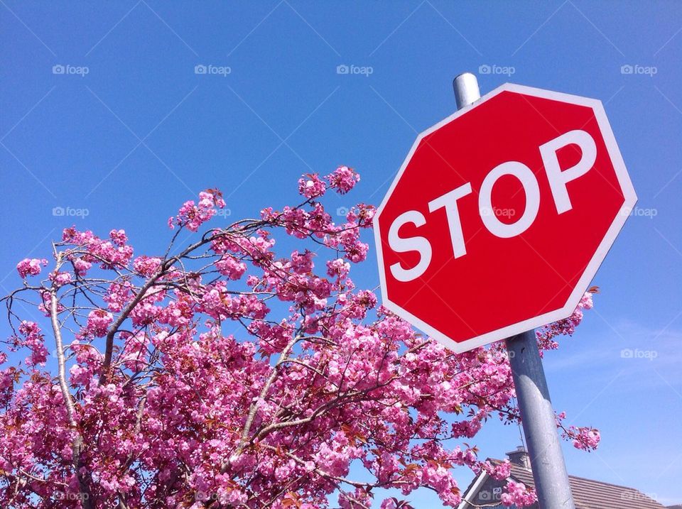 Stop sign spring blossom 