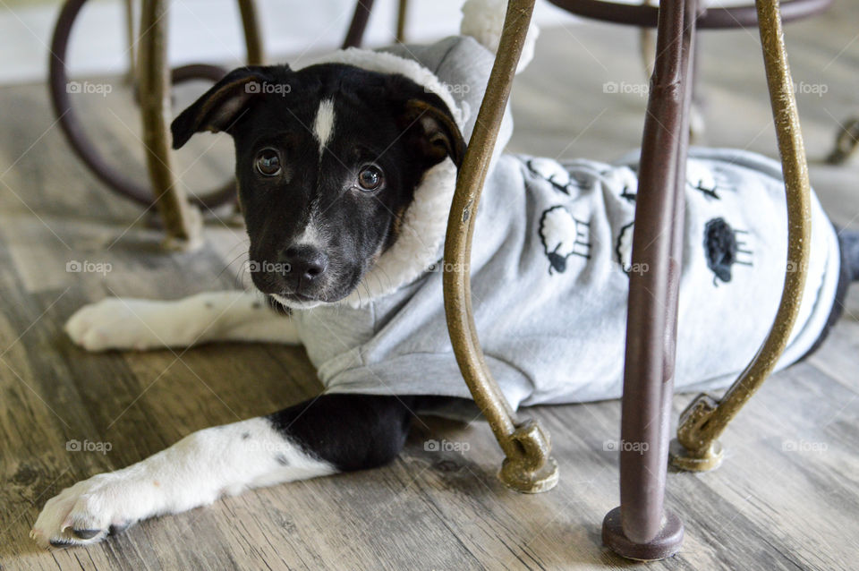 Mixed breed adopted puppy wearing a sweatshirt and laying under a table