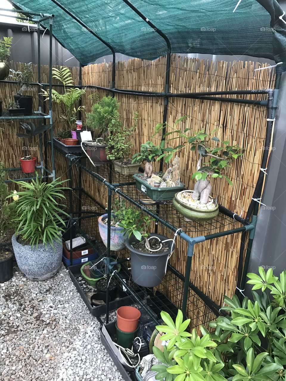 This is a photo of my greenhouse. It has a tropical feel and house my bonsai and some other plants. This photo was taken after Cyclone Debbie damaged my old greenhouse and I created a new one. I'm loving the Bali-feel of the bamboo screening. 