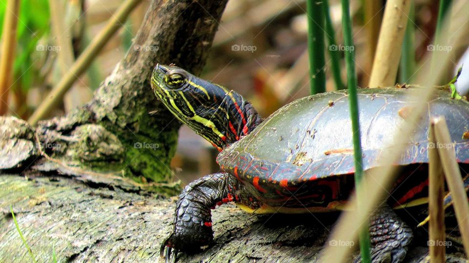 Painted Turtle hiding