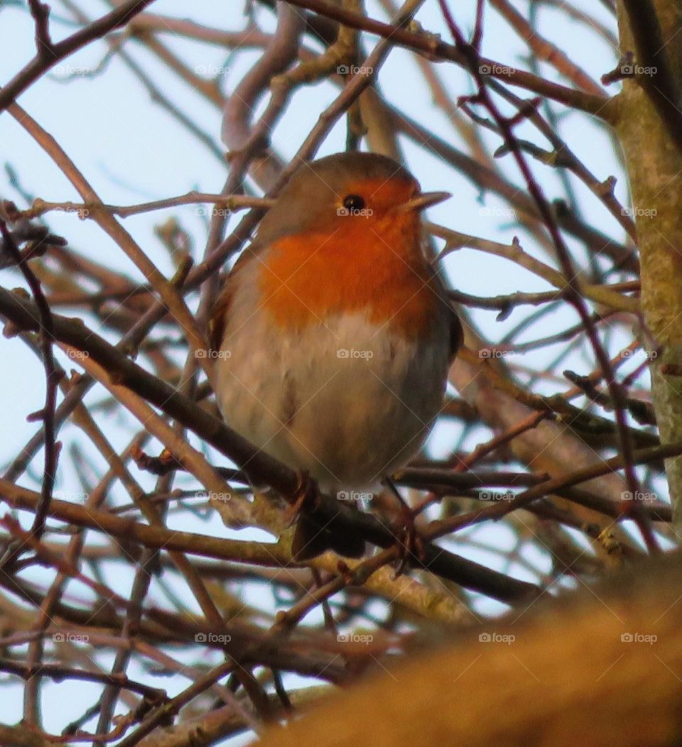 Beautiful robin