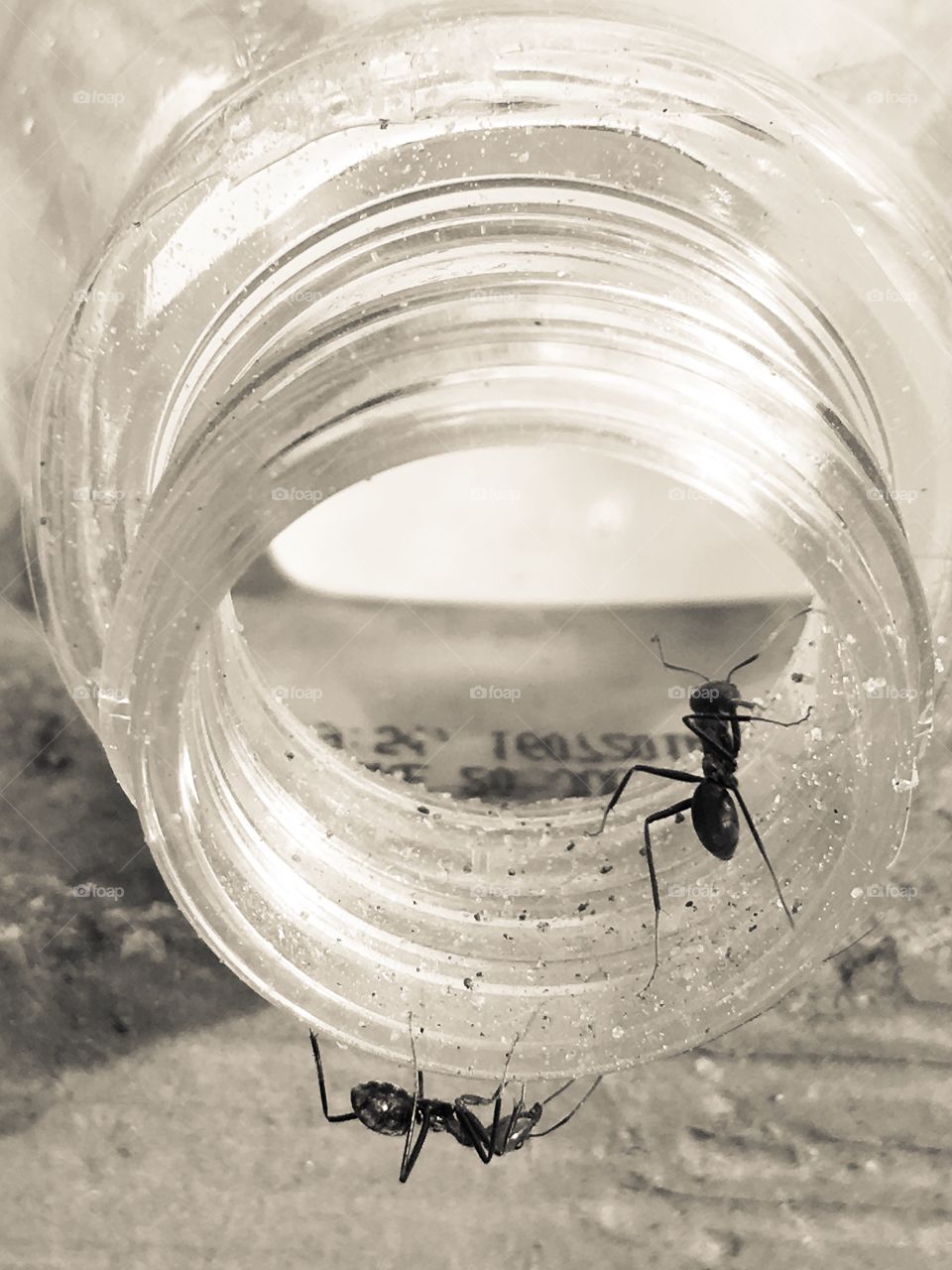 Worker ants crawling inside glass container in cream tones