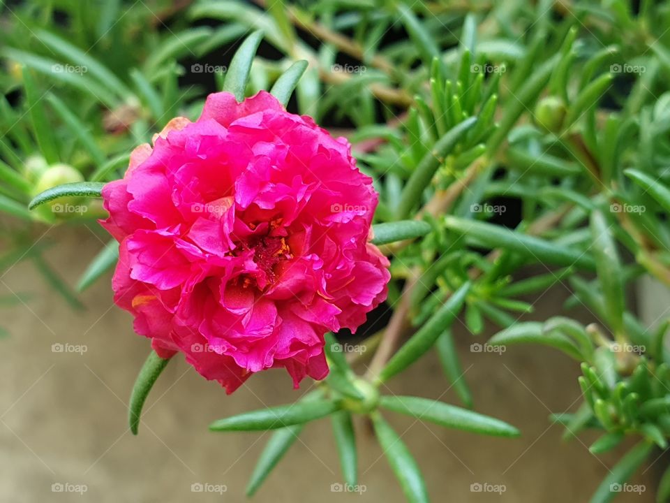 the Portulaca Grandiflora