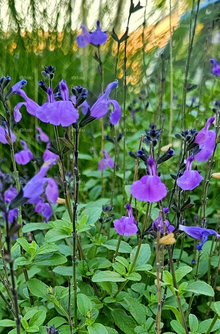 "Violet Salvia", gorgeous, small purple flowers on a green background of leaves.