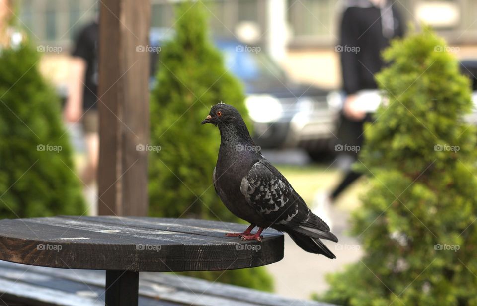 Summer, cafe terrace, feathered visitor.