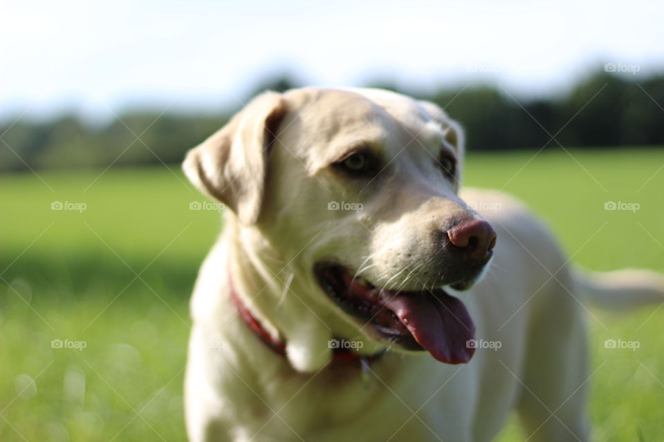 Close-up of a dog looking away