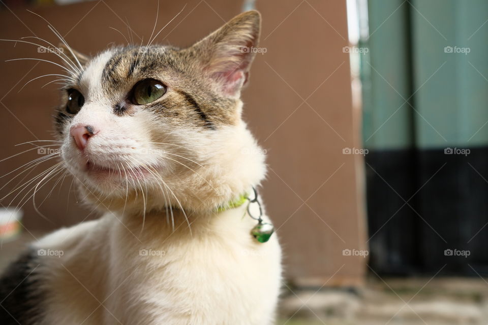 White cat with brown eyes and fixed gaze