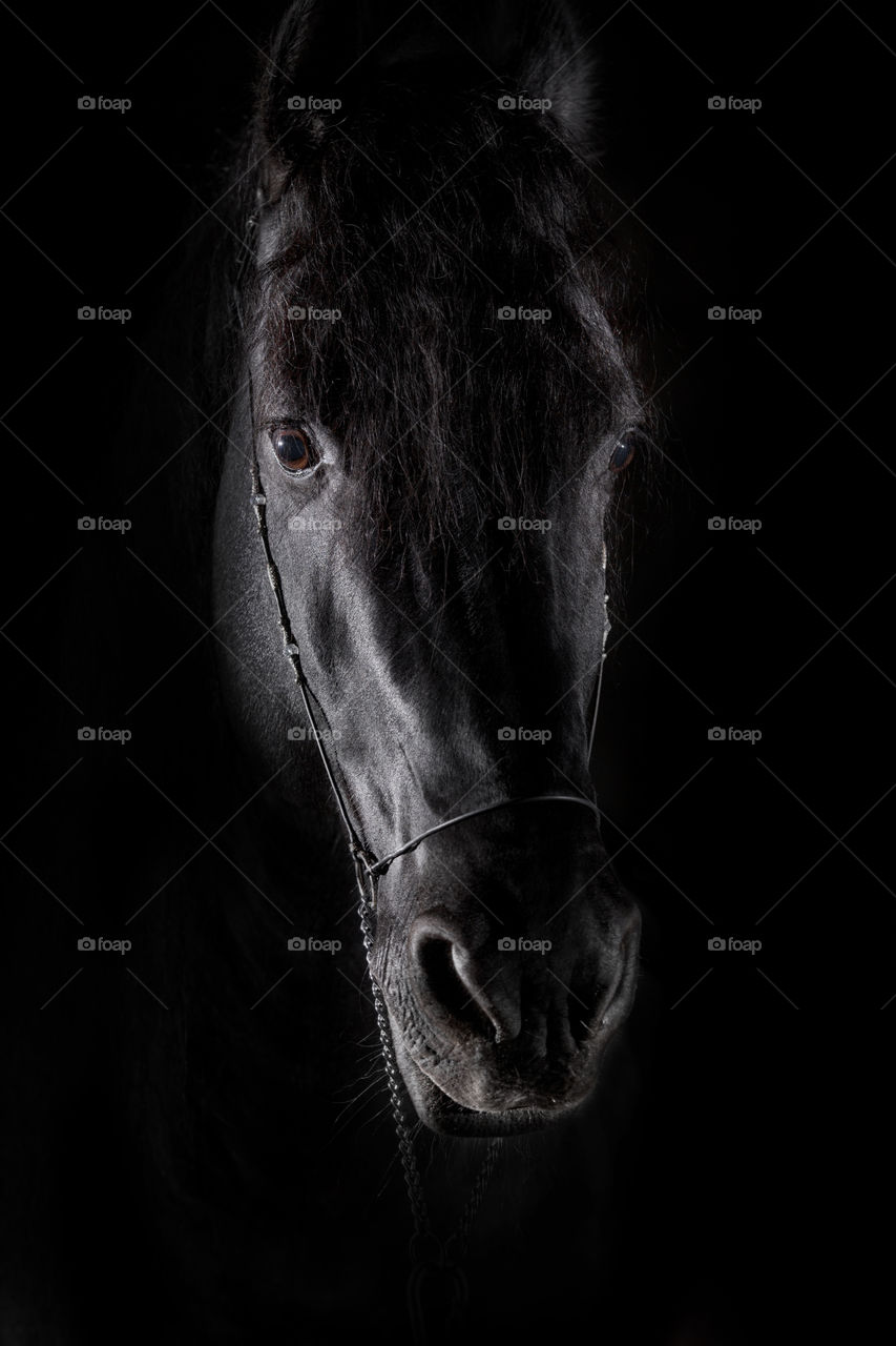 Friesian horse studio portrait on black