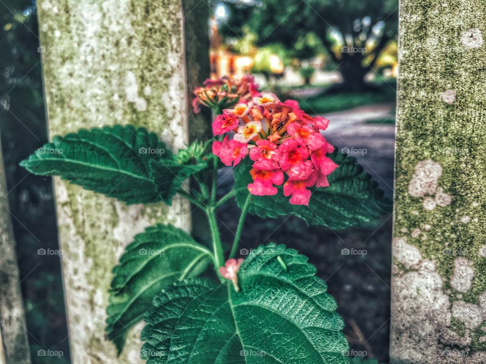 Pretty weed growing along side a mossy picket fence 