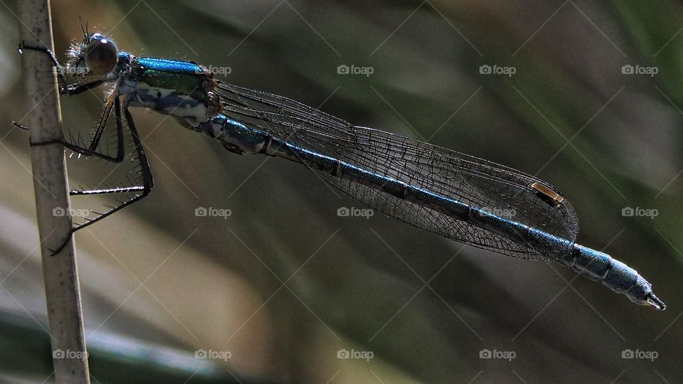 Tiempo de bichos 
Libélula