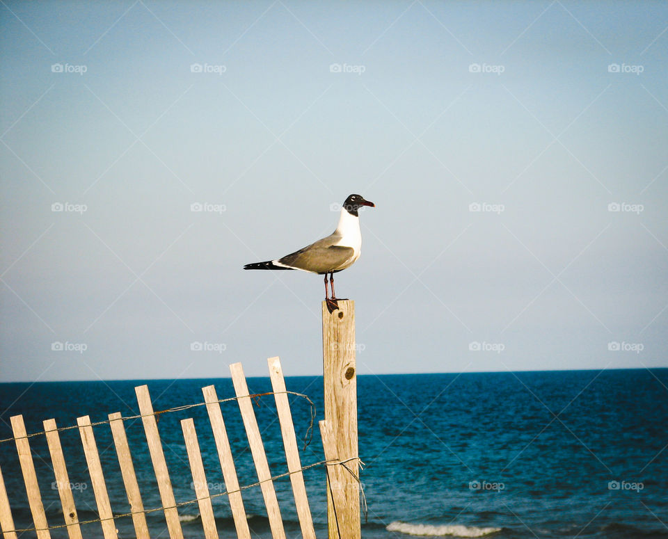 Bird perching on railing against sea