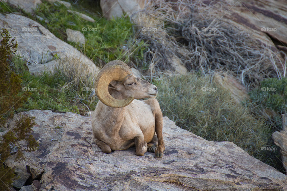 Beautiful horn sheep lies on a stone enjoying the view from the mountain