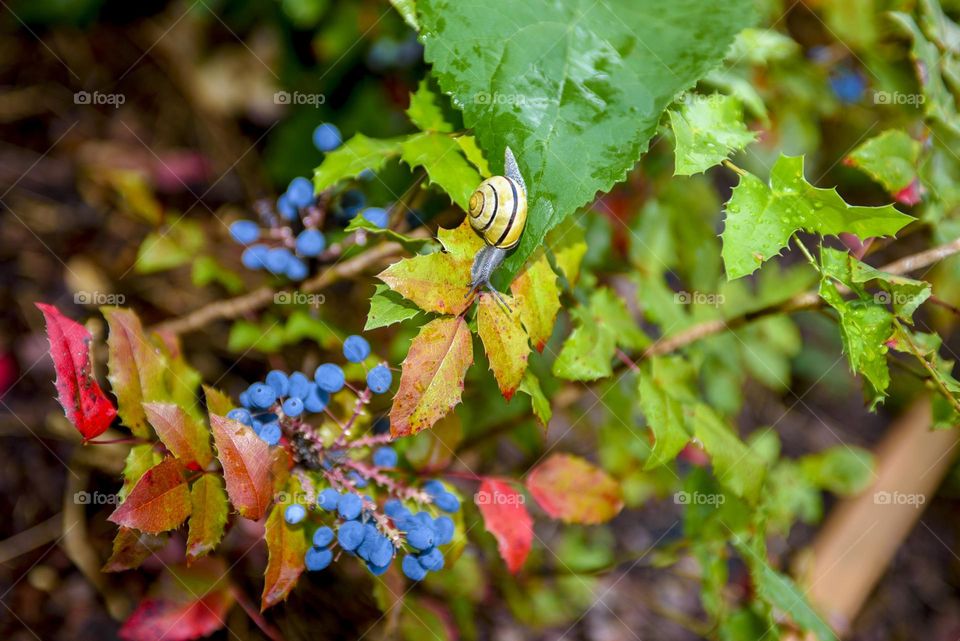 A garden snail crawls on a rose leaf. Beautiful scene in the autumn garden.