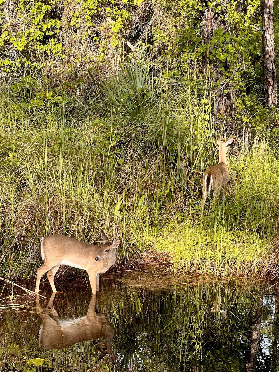 Two young whitetail female deer near the edge of a pond. Late afternoon sunlight creates warm shadows and reflection as they stop for a drink before walking back into the forest.