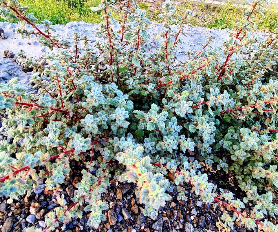 Winter bush