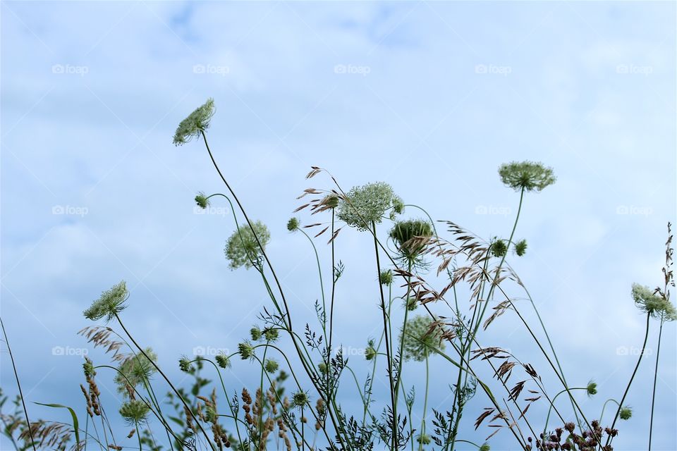 Weeds in the wind
