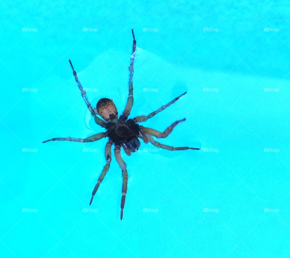 spider floating in the pool.