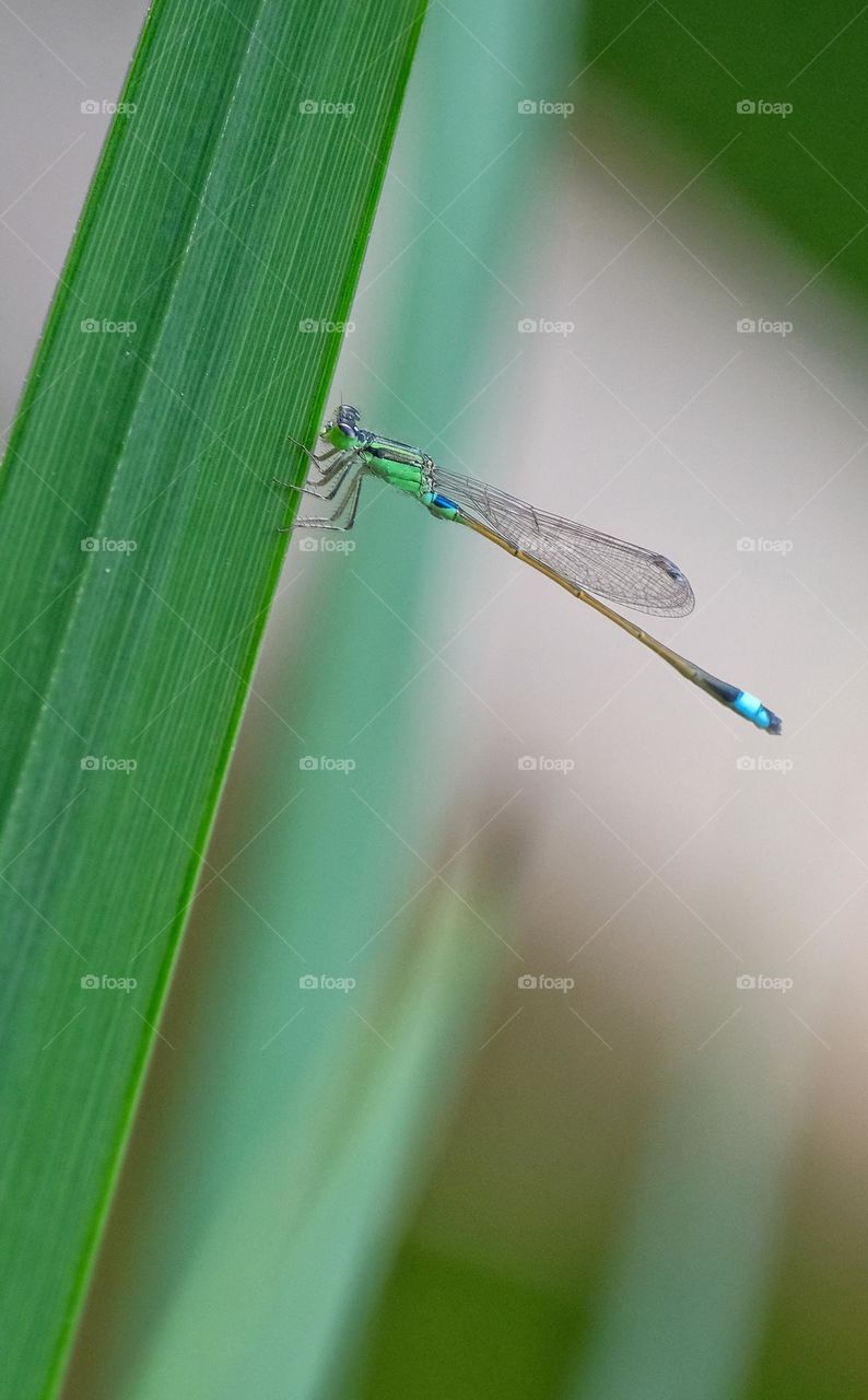 green damselfly