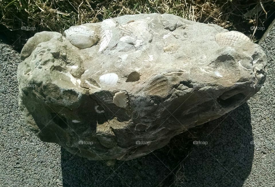 Sea Shell Fossil Rock