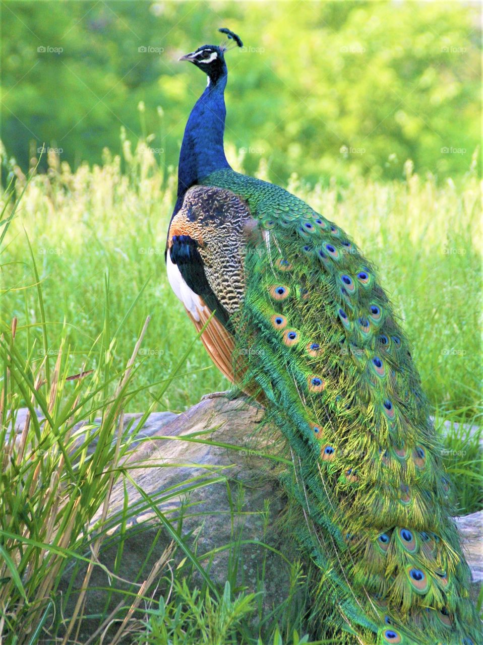 Beautiful peacock at the Pittsburgh Zoo