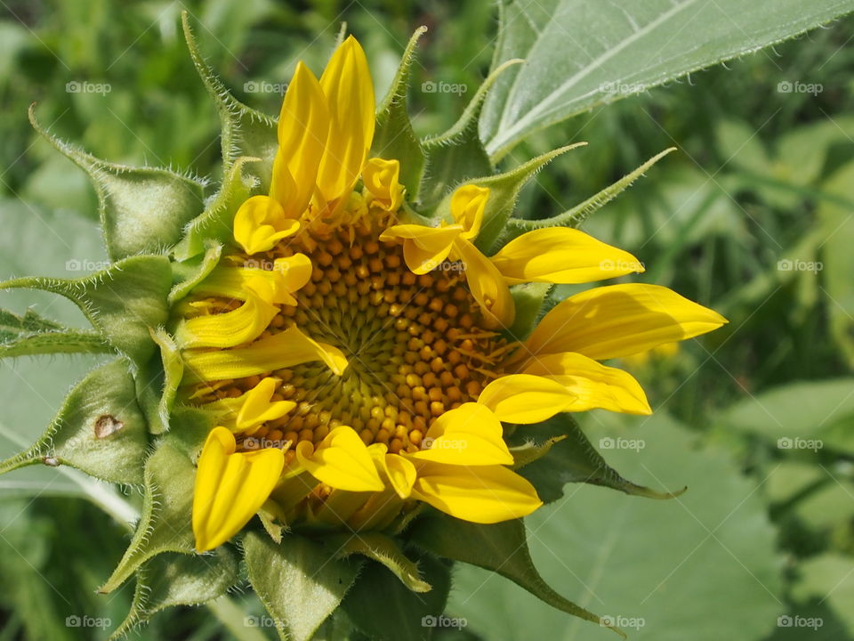 Sunflower